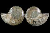 Bargain, Cut & Polished Ammonite Fossil - Mud Filled #73957-1